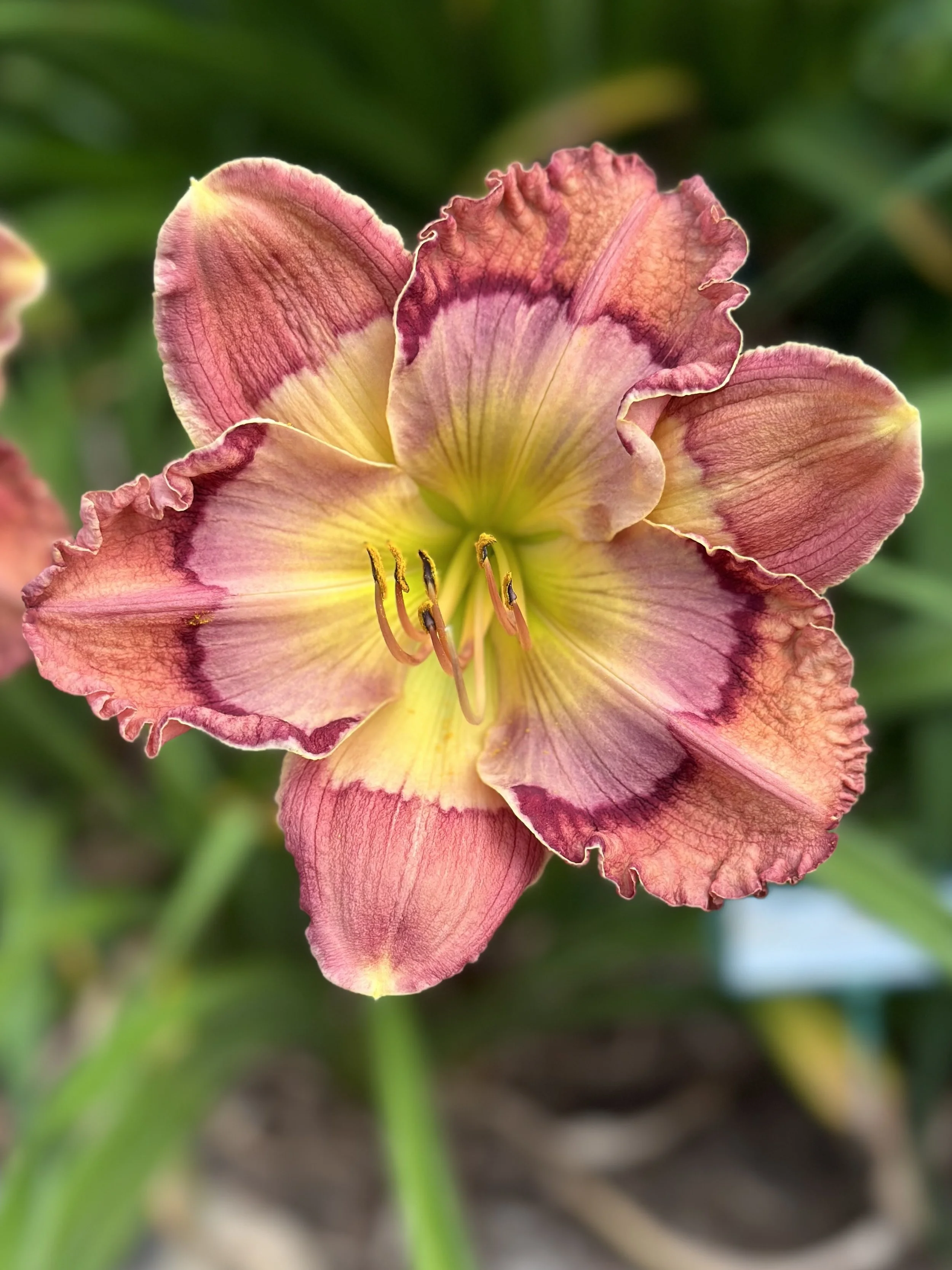 COSMIC KALEIDOSCOPE — Blue Barn Daylilies